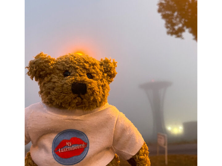 Teddylux dans le brouillard