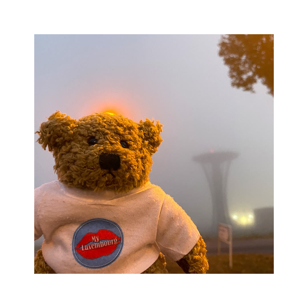 Teddylux dans le brouillard