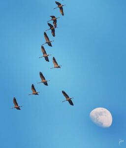 Vol de grues cendrées sur fond de lune | Joe Wies