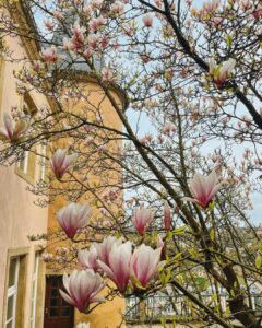 Le magnolia du chemin de la corniche | thru my eyes